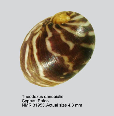 Theodoxus danubialis (3).JPG - Theodoxus danubialis (Pfeiffer,1828)